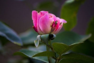 Close-up of pink flower blooming outdoors