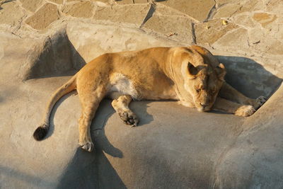 Cat lying on rock