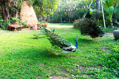 View of birds in park