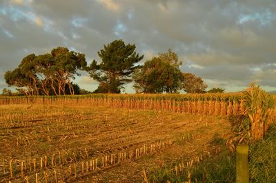 Scenic view of field against cloudy sky