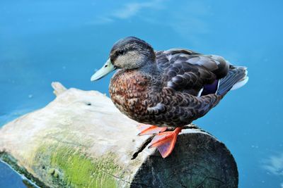 Close-up of bird perching on water