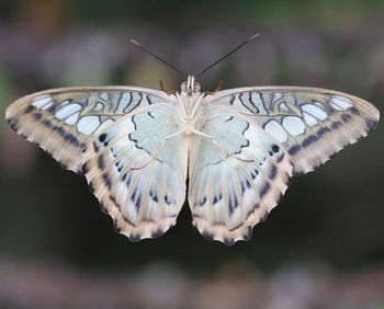 Close-up of butterfly on flower