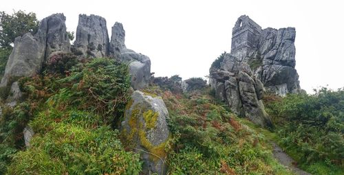 Plants growing on rock against sky