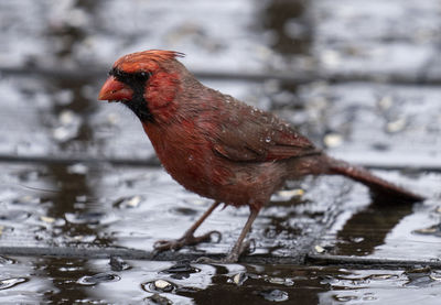 Close-up of a bird drinking water