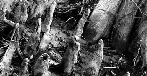 Close-up of tree trunk