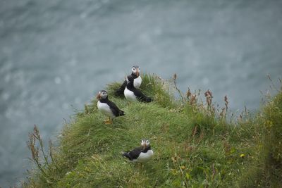 Close-up of bird perching on rock