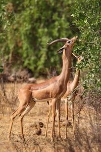 Side view of giraffe in forest