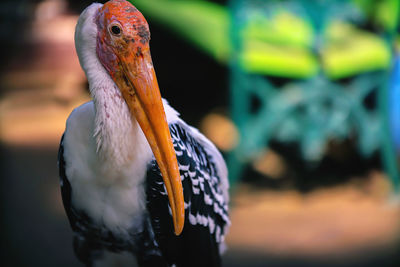 Close-up of painted stork in the garden