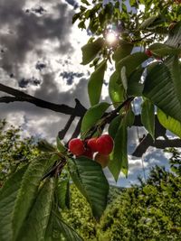 Low angle view of fruits on tree