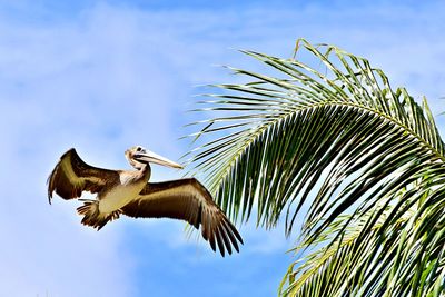 Low angle view of pelican approaching palm tree against sky