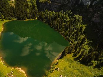 High angle view of trees in forest