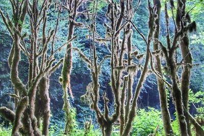 Scenic view of trees against sky