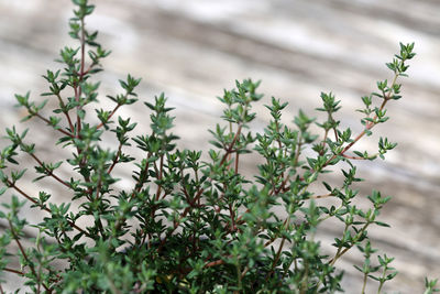 A thyme plant in a summer herb garden