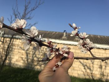 Cropped hand holding cherry blossom