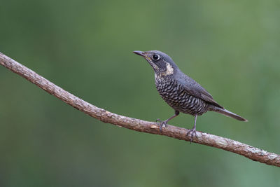 Close-up of bird perching on branch