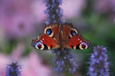 Close-up of butterfly pollinating on purple flower