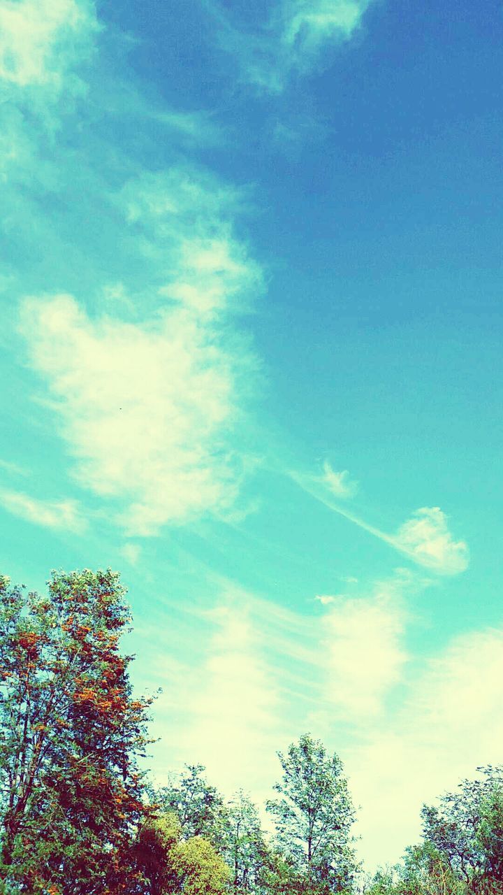 low angle view, tree, sky, blue, beauty in nature, cloud - sky, growth, nature, tranquility, branch, high section, cloud, scenics, treetop, outdoors, day, no people, cloudy, tranquil scene, idyllic