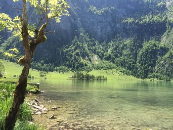 Scenic view of lake against trees