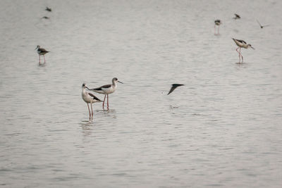 Birds in a lake