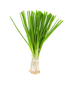 Close-up of plant against white background