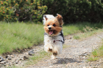 Wonderful biewer terrier in run position with tongue out and smile on his face. pure joy of movement