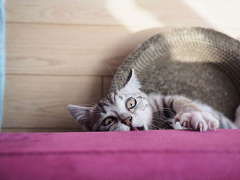 Portrait of cat relaxing on blanket