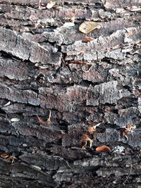 Close-up of insect on brick wall