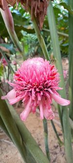 plant