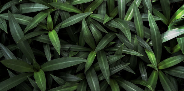 Full frame shot of green leaves