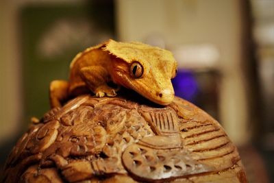 Close-up of animal statue