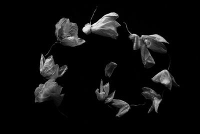 Close-up of flowers over black background