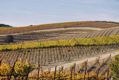 Vineyard on the hills in the autumn, yellow leaves on the vines, paso robles, california