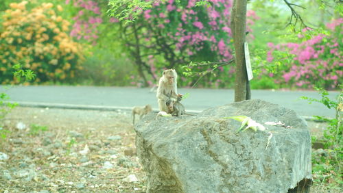 View of an animal on rock