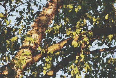 Low angle view of maple leaves on tree