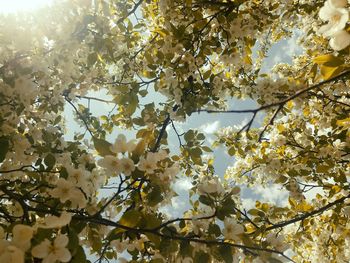 Low angle view of apple blossoms in spring