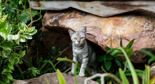 Portrait of a cat