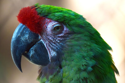 Close-up of a parrot