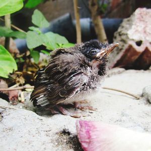 Close-up of bird perching outdoors