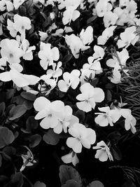 High angle view of white flowering plant