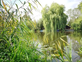 Scenic view of lake in forest against sky