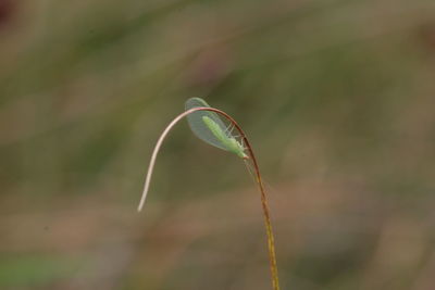Close-up of plant growing outdoors