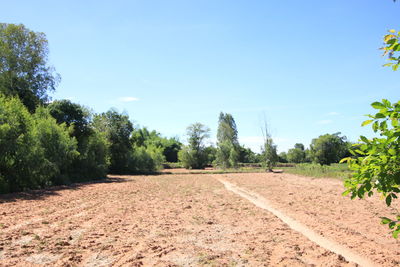 Dirt road amidst trees against sky