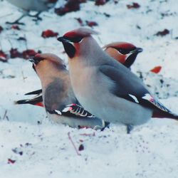 Close-up of a bird on snow