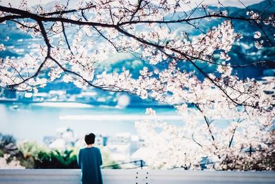 Rear view of man looking at cherry tree