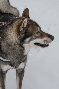 Dog looking away on snow field