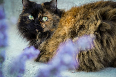 Close-up portrait of cat lying down