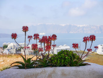 Close-up of plants against sky