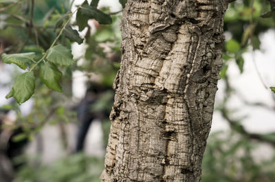 Close-up of tree trunk