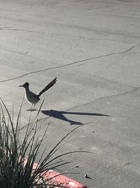 High angle view of bird perching on land