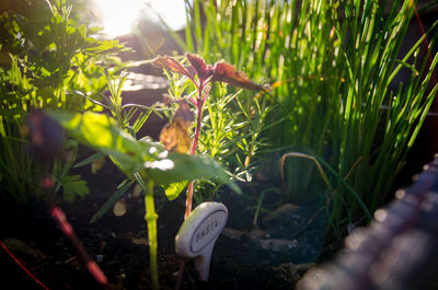 Plants growing outdoors
